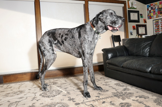 Massive Reggie standing inside