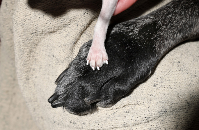 Closeup on the dogs' paws