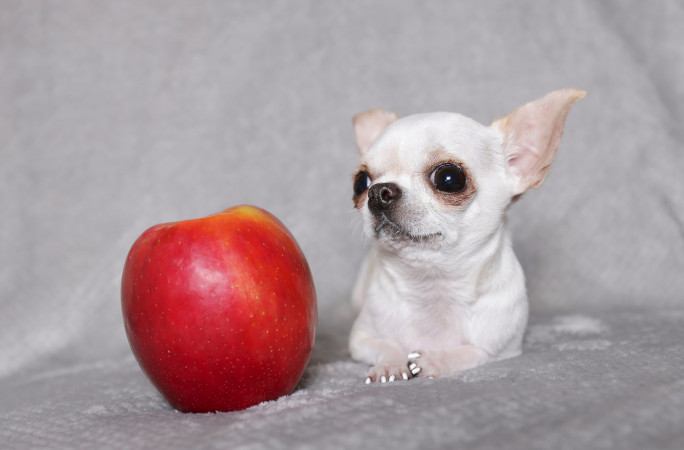 Pearl next to an apple, for scale