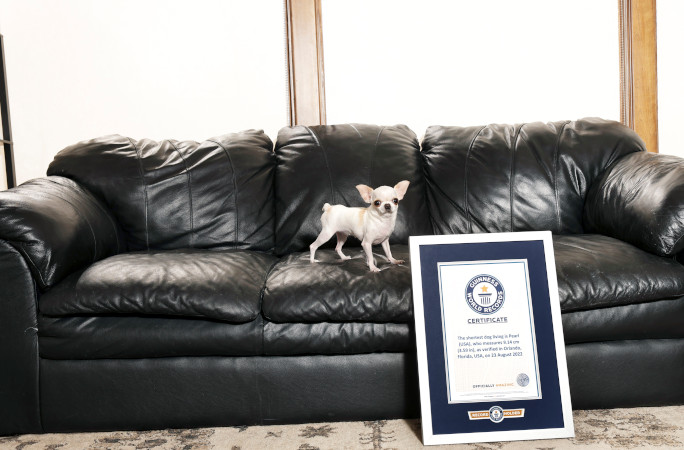 Pearl with her GWR certificate