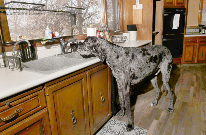 Reggie drinking from the faucet