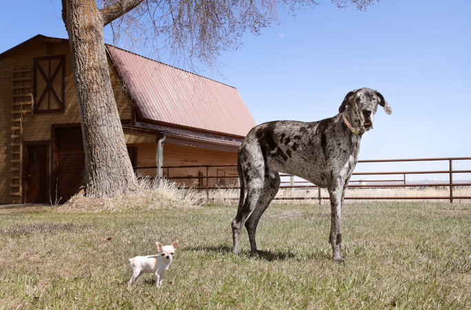Reggie and Pearl playing by the barn