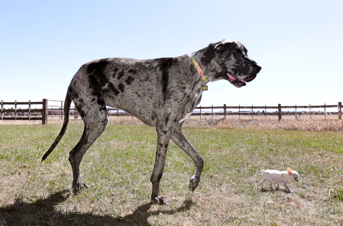 Tallest and shortest dogs