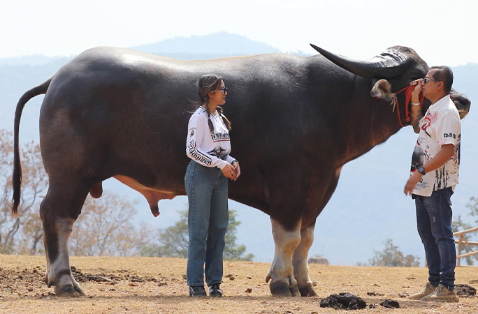 Tallest water buffalo with caretakers