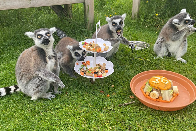 All the lemurs at Five Sisters Zoo get to enjoy Stumpy's birthday treats, as shown here at his 36th birthday party