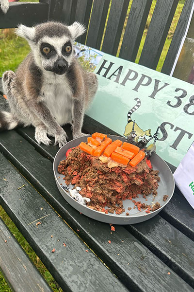 Stumpy tucking into some special lemur-friendly cake at his 38th birthday in 2024