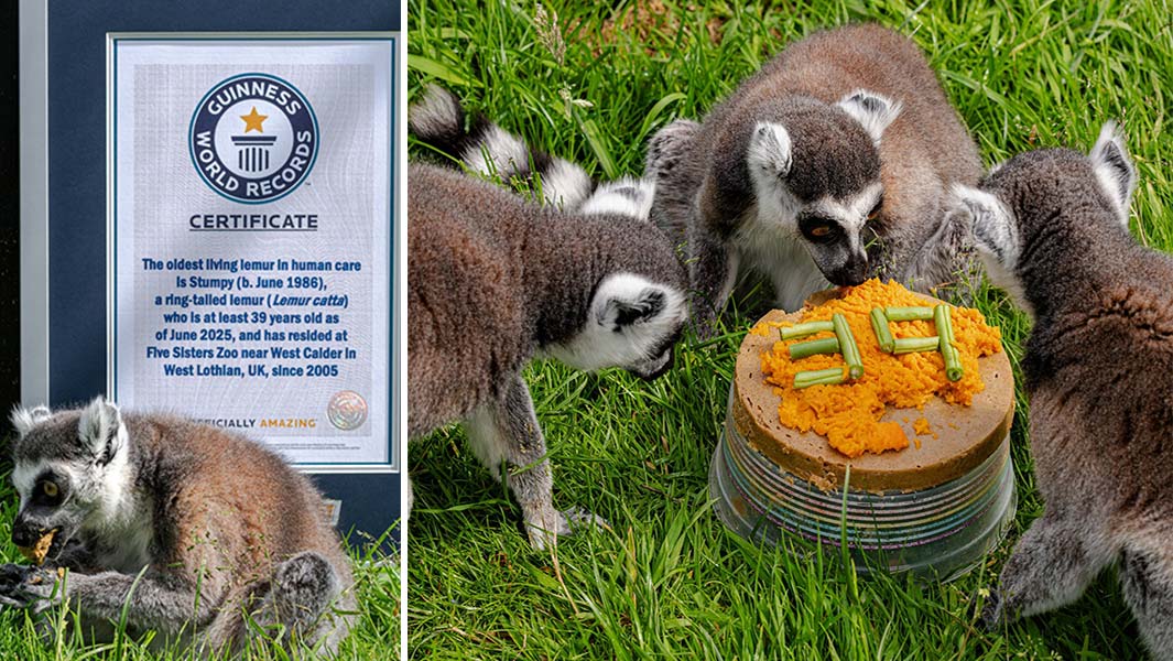 Stumpy the oldest lemur eating a snack and hanging out with his fellow lemurs at Five Sisters Zoo