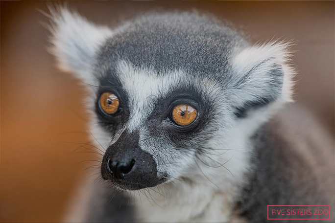 stumpy-oldest-living-lemur-closeup-of-face