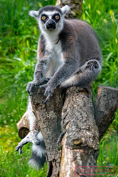 stumpy-oldest-living-lemur-sitting-on-a-tree-stump