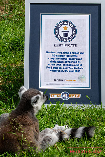 stumpy-the-oldest-lemut-examines-his-guinness-world-records-certificate