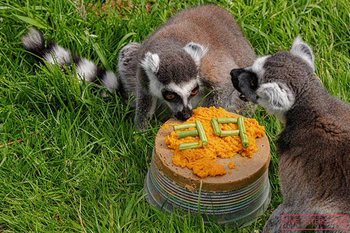stumpy-tucks-into-39th-birthday-cake-with-veggie-toppings