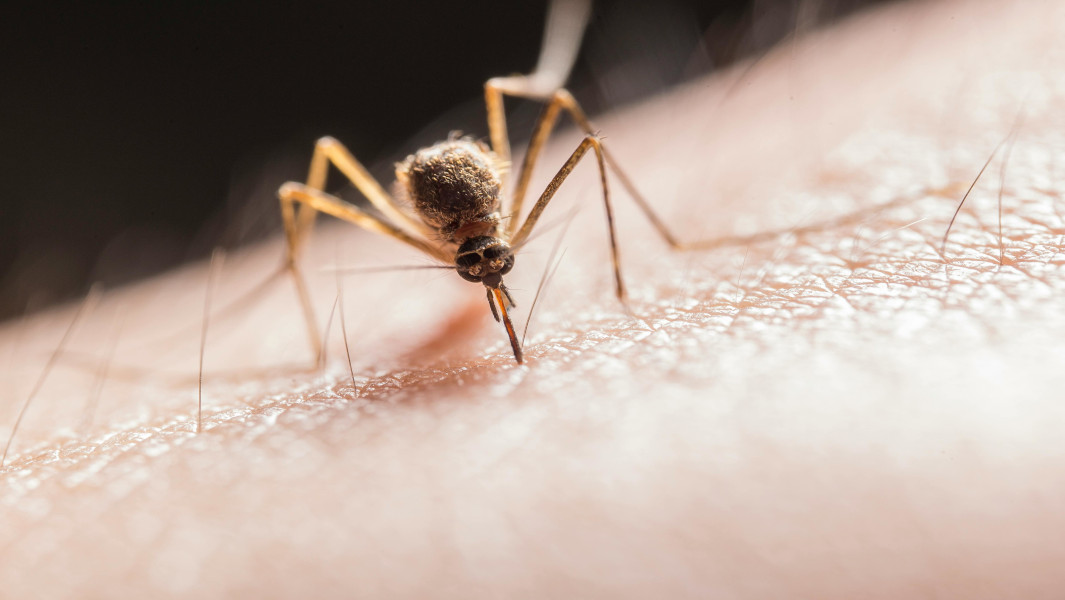 Close up of a mosquito feeding