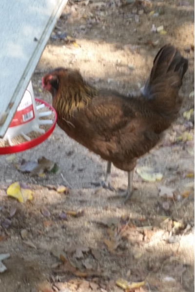 Pearl eating outside