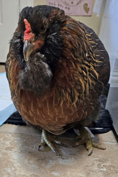 Pearl smiling for the camera