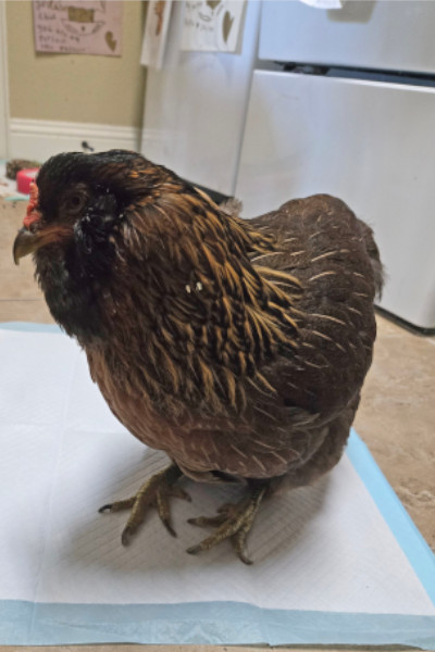 Pearl in the laundry room