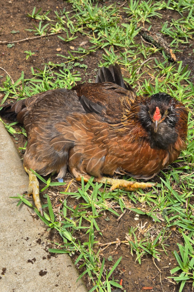 Pearl laying down in the grass