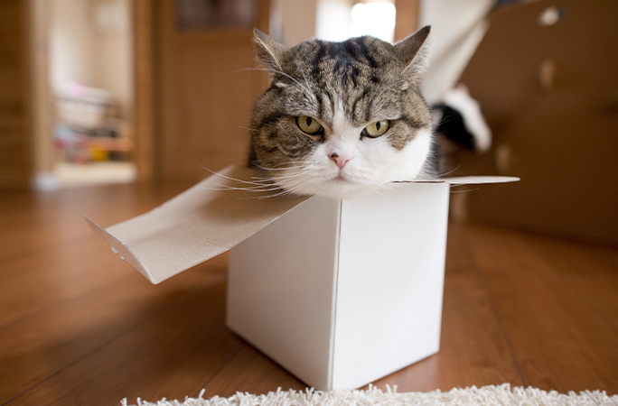 Maru's head poking out of a cardboard box
