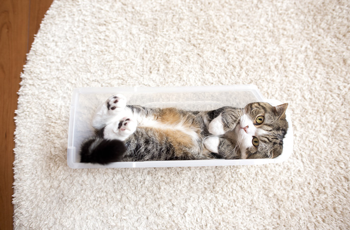Maru lying in a plastic box