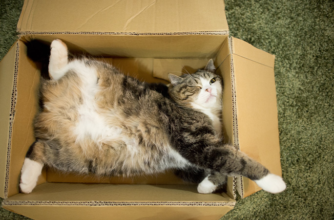 Maru lying in a cardboard box