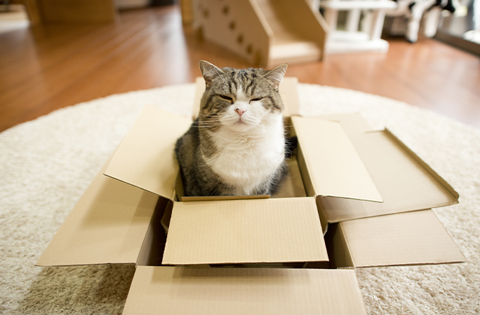 Maru sitting in a cardboard box