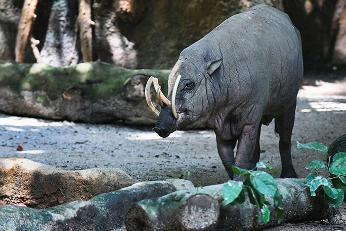 babirusa-wild-pigs-are-a-traditional-quarry-of-reticulated-python-in-sulawesi