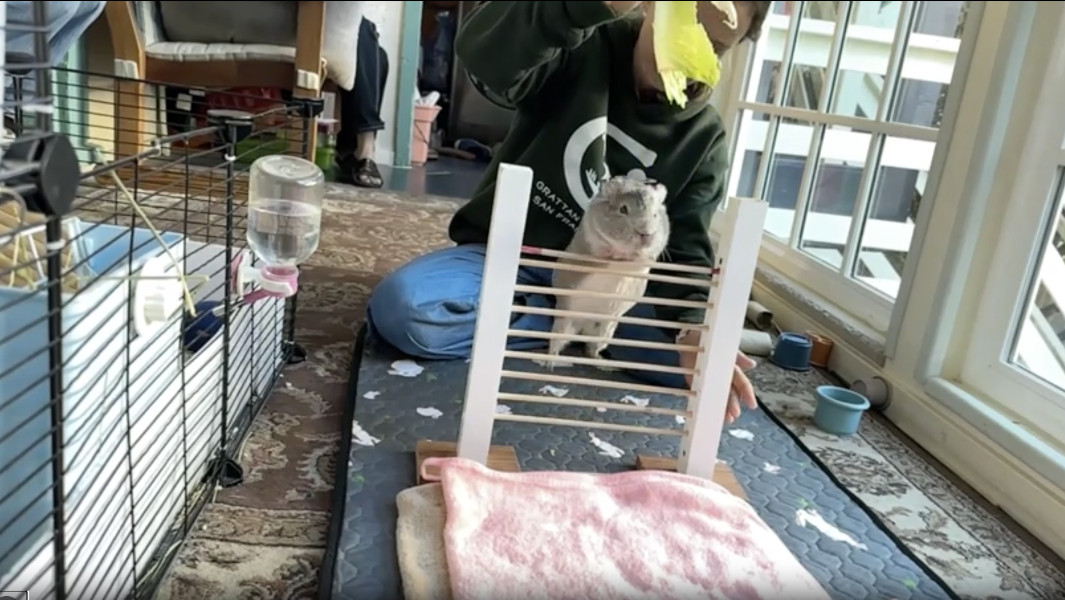 Cora leaping over the bar