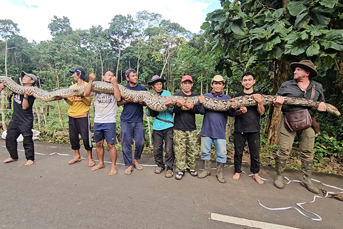 longest-measured-wild-snake-required-several-people-to-lift-her-into-position-prior-to-measuring