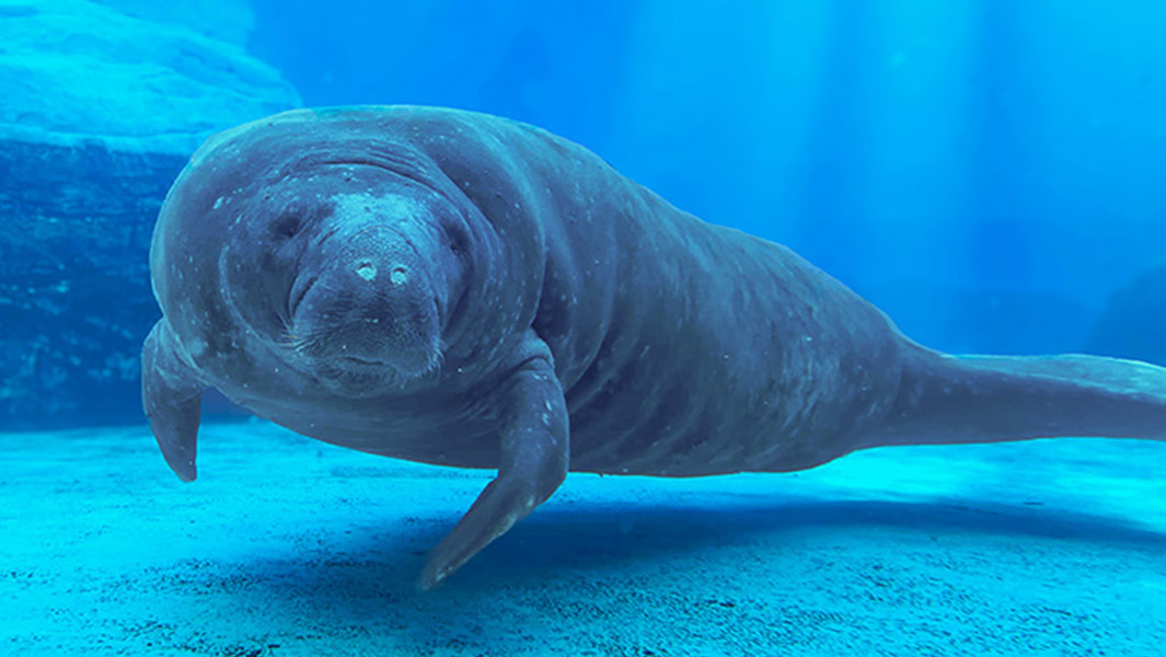 oldest-manatee-romeo-past-and-present