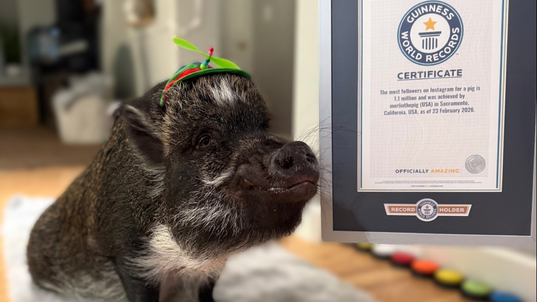 Split image of Mona and Merlin, and Merlin with his GWR certificate