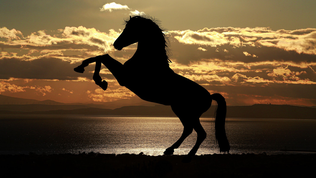 A horse rearing up on its hind legs on a beach
