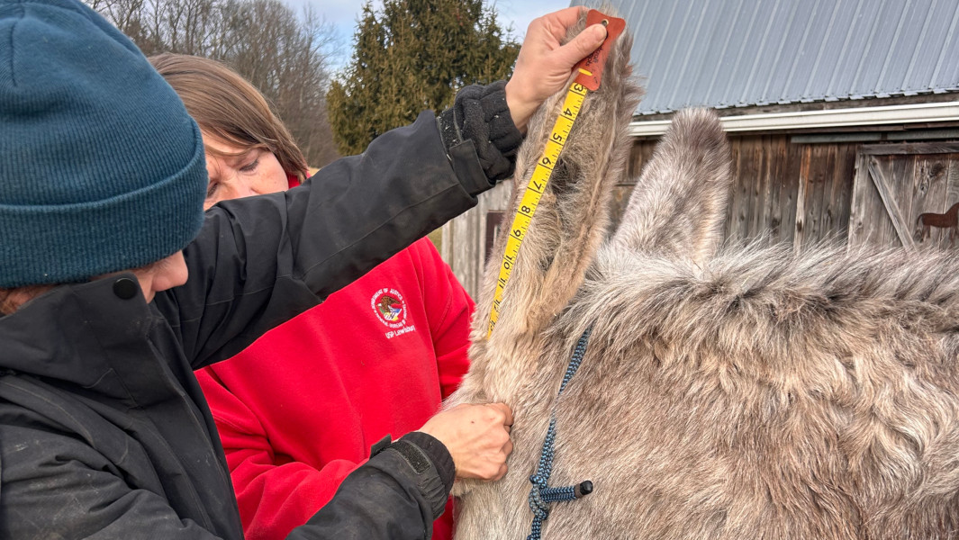 Three way split image of Hank on the road, getting his ears measured, and smiling in his stall