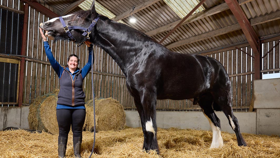 shortest-horse-pumuckel-and-tallest-horse-hugo