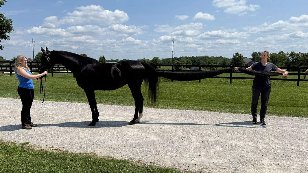 jenny-longest-tail-on-a-horse-head-and-tail