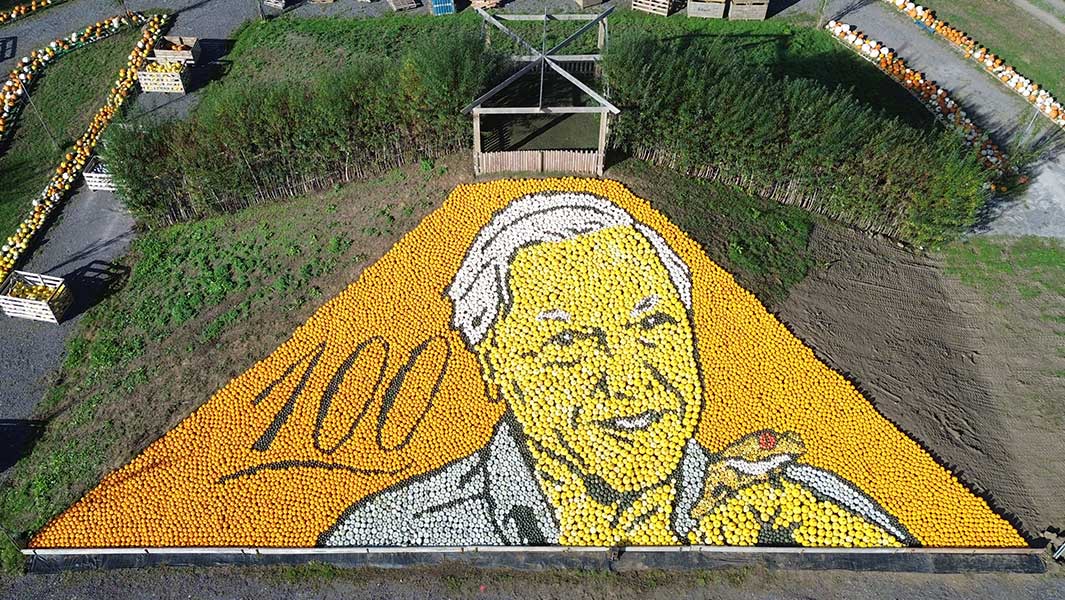 sunnyfields-squash-mosaic-attenborough