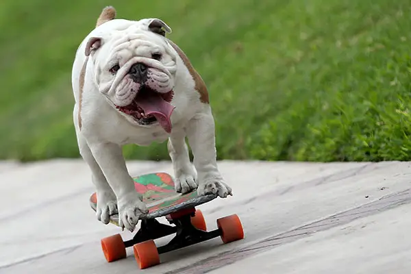 Otto the dog on a skateboard