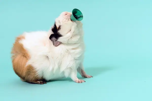 Guinea Pig with horn