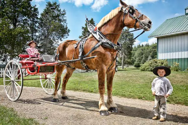 tallest horse in the world next to little boy in cowboy hat