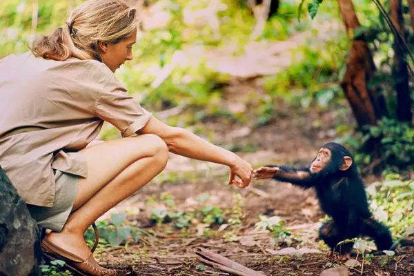 Jane Goodall with baby chimp