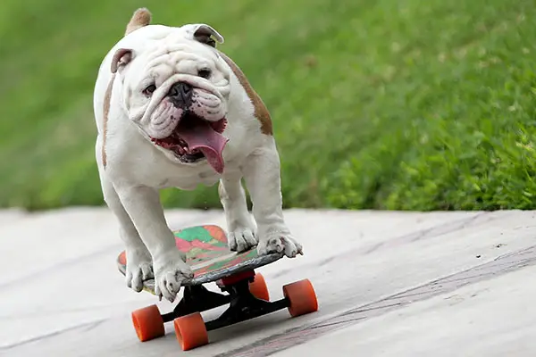 dog on a skateboard