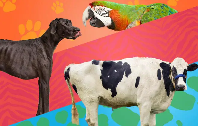 a parrot, dog and a cow