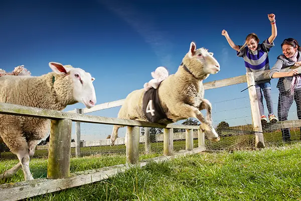 Sheep jumping over fences