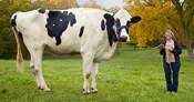 Blosom the tallest cow ever