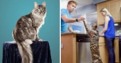 Tallest cat and longest tail ever
