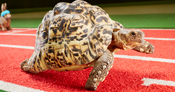 Fastest tortoise