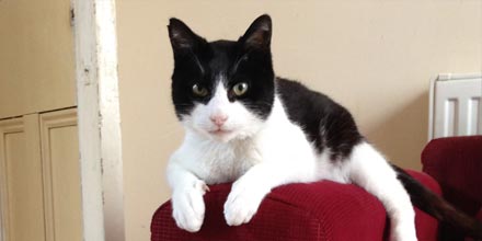 Cat sitting on red arm rest