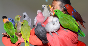 Most bird species in an aviary