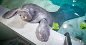 Oldest manatee ever