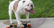 Otto the skateboarding bulldog
