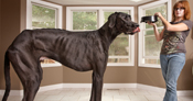 Tallest dog ever
