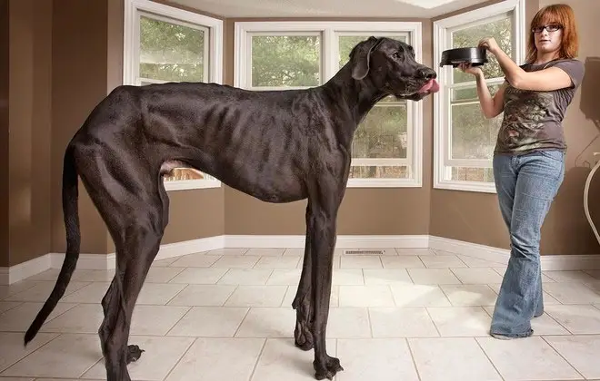 tallest dog ever